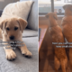Couple Told Labrador Puppy Will Be ‘So Big,’ What She Grows Into Goes Viral