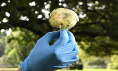 Officials Warn Mushroom Foragers After Death in California