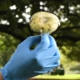 Officials Warn Mushroom Foragers After Death in California