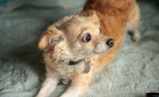 Animal Behaviorist Reveals Top 4 Signs Your Dog Wants Guests To Leave