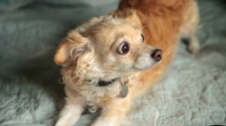 Animal Behaviorist Reveals Top 4 Signs Your Dog Wants Guests To Leave