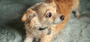 Animal Behaviorist Reveals Top 4 Signs Your Dog Wants Guests To Leave