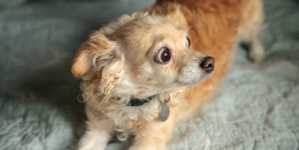 Animal Behaviorist Reveals Top 4 Signs Your Dog Wants Guests To Leave