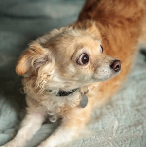 Animal Behaviorist Reveals Top 4 Signs Your Dog Wants Guests To Leave