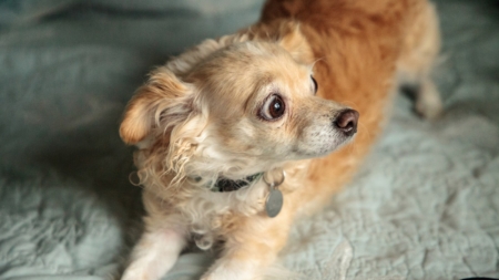 Animal Behaviorist Reveals Top 4 Signs Your Dog Wants Guests To Leave