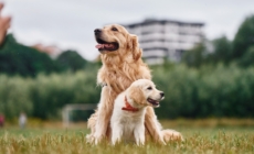 Golden Retriever Meets New Puppy, Viewers Are Obsessed With Response