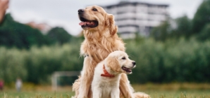 Golden Retriever Meets New Puppy, Viewers Are Obsessed With Response
