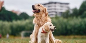 Golden Retriever Meets New Puppy, Viewers Are Obsessed With Response