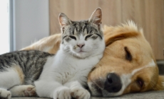 Woman Buys Dog and Cat New Beds, Hysterics Over Where They Chose To Rest