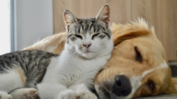 Woman Buys Dog and Cat New Beds, Hysterics Over Where They Chose To Rest