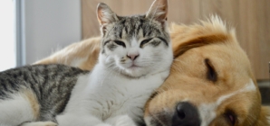 Woman Buys Dog and Cat New Beds, Hysterics Over Where They Chose To Rest