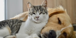 Woman Buys Dog and Cat New Beds, Hysterics Over Where They Chose To Rest