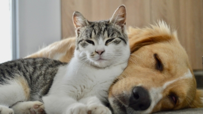 Woman Buys Dog and Cat New Beds, Hysterics Over Where They Chose To Rest