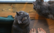 Missing Cat Returns After 6 Months—But Real Shock Comes 1 Year Later