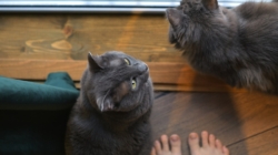 Missing Cat Returns After 6 Months—But Real Shock Comes 1 Year Later