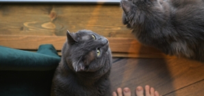 Missing Cat Returns After 6 Months—But Real Shock Comes 1 Year Later