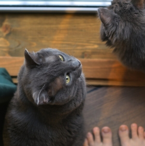 Missing Cat Returns After 6 Months—But Real Shock Comes 1 Year Later