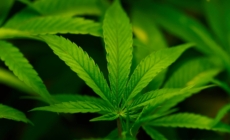 Trump Poised to Reclassify Marijuana as Schedule III on Thursday: Report