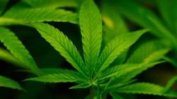 Trump Poised to Reclassify Marijuana as Schedule III on Thursday: Report