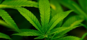 Trump Poised to Reclassify Marijuana as Schedule III on Thursday: Report