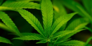 Trump Poised to Reclassify Marijuana as Schedule III on Thursday: Report