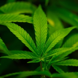 Trump Poised to Reclassify Marijuana as Schedule III on Thursday: Report