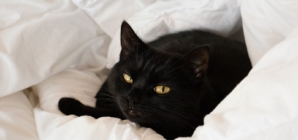 Cat Owners Bring Home Kitten They Rescued, Nobody Prepared for His Reaction