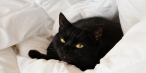 Cat Owners Bring Home Kitten They Rescued, Nobody Prepared for His Reaction