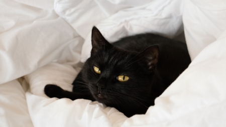 Cat Owners Bring Home Kitten They Rescued, Nobody Prepared for His Reaction