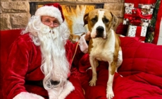 ‘Gentle Giant’ Dog Left Tied Up Outside Shelter With Heartbreaking Note