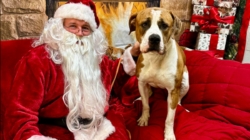 ‘Gentle Giant’ Dog Left Tied Up Outside Shelter With Heartbreaking Note