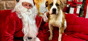 ‘Gentle Giant’ Dog Left Tied Up Outside Shelter With Heartbreaking Note