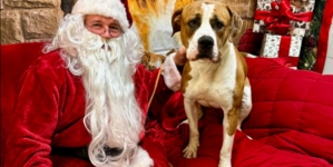 ‘Gentle Giant’ Dog Left Tied Up Outside Shelter With Heartbreaking Note