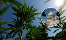 Congress Rewrites Hemp Definition, Reshaping Cannabis Rules