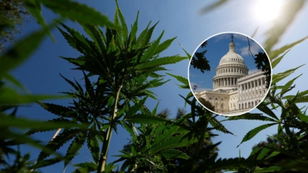 Congress Rewrites Hemp Definition, Reshaping Cannabis Rules
