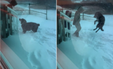 Watch the Exact Moment Dog Realizes He’s Never Going Back to the Shelter