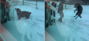 Watch the Exact Moment Dog Realizes He’s Never Going Back to the Shelter