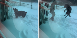 Watch the Exact Moment Dog Realizes He’s Never Going Back to the Shelter