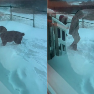 Watch the Exact Moment Dog Realizes He’s Never Going Back to the Shelter