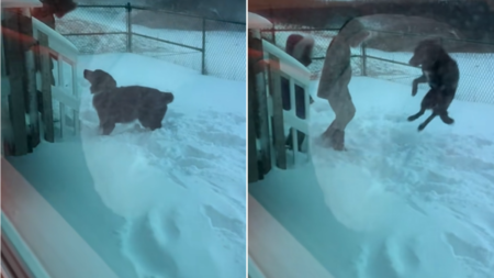 Watch the Exact Moment Dog Realizes He’s Never Going Back to the Shelter