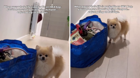 Pomeranian Sees Whole Life Packed Into Ikea Bag—Fears ‘I’m Being Abandoned’