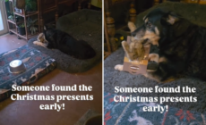 Dog Owner Hears ‘Squeaking’ Near Christmas Tree—Can’t Help but Smile at Why
