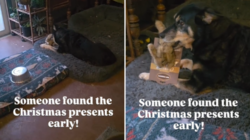 Dog Owner Hears ‘Squeaking’ Near Christmas Tree—Can’t Help but Smile at Why