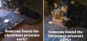 Dog Owner Hears ‘Squeaking’ Near Christmas Tree—Can’t Help but Smile at Why
