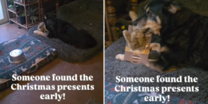 Dog Owner Hears ‘Squeaking’ Near Christmas Tree—Can’t Help but Smile at Why