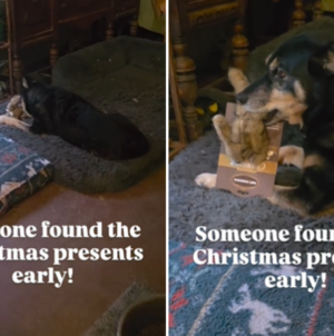 Dog Owner Hears ‘Squeaking’ Near Christmas Tree—Can’t Help but Smile at Why