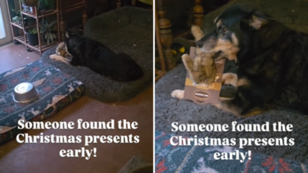 Dog Owner Hears ‘Squeaking’ Near Christmas Tree—Can’t Help but Smile at Why