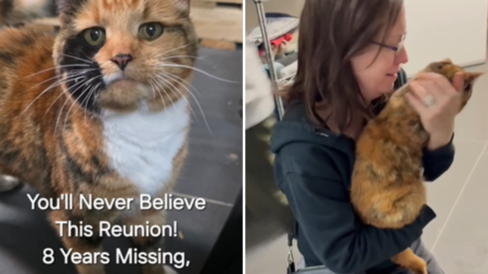 Cat Brought To Rescue, Staff Not Prepared for the Truth Microchip Reveals