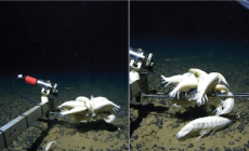 Deep-sea creatures Alicella Gigantea widespread on ocean floor