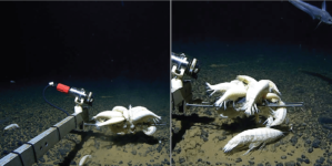 Deep-sea creatures Alicella Gigantea widespread on ocean floor